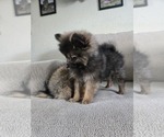 Small Photo #18 Pomeranian Puppy For Sale in BRONSON, MI, USA