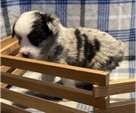 Small #4 Miniature Australian Shepherd