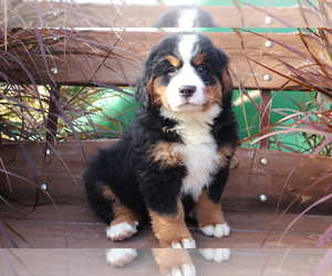 Bernese Mountain Dog Puppy for sale in SHILOH, OH, USA