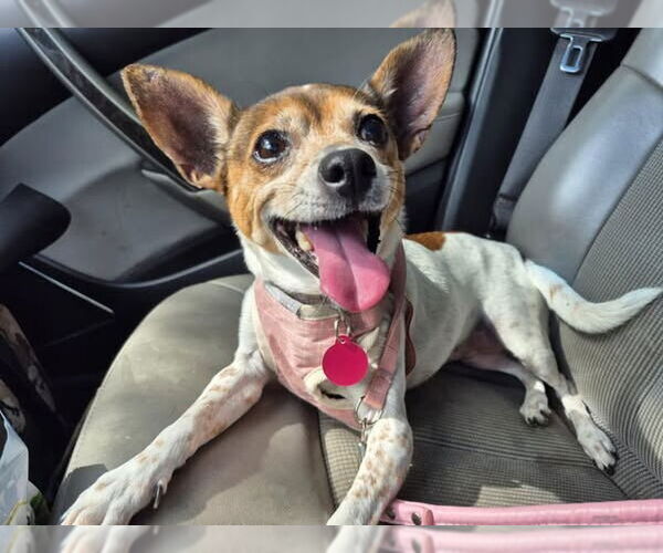 Medium Photo #1 Rat Terrier Puppy For Sale in Atlanta, GA, USA