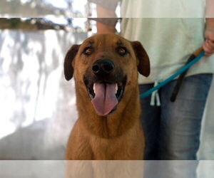 Labrador Retriever-Unknown Mix Dogs for adoption in Apple Valley, CA, USA