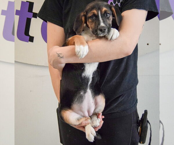 Medium Photo #3 Beagle-Unknown Mix Puppy For Sale in Huntley, IL, USA