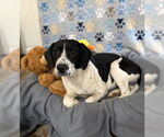 Small #1 Labrador Retriever Mix