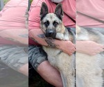 Small Photo #5 German Shepherd Dog Puppy For Sale in Plantation, FL, USA