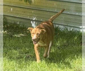 Labrador Retriever-Unknown Mix Dogs for adoption in Conroe, TX, USA