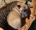 Small #3 Belgian Malinois