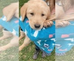 Small Photo #6 Labrador Retriever-Maremma Sheepdog Mix Puppy For Sale in PLAINWELL, MI, USA
