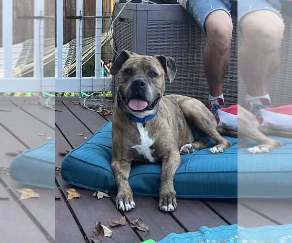 Medium Photo #1 American Staffordshire Terrier-Labrador Retriever Mix Puppy For Sale in Brewster, NY, USA