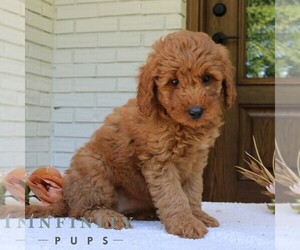 Goldendoodle (Miniature) Puppy for sale in NARVON, PA, USA