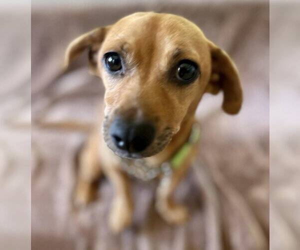 Medium Photo #2 Chihuahua-Unknown Mix Puppy For Sale in Osgood, IN, USA