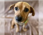 Small #1 Chihuahua Mix
