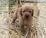 Puppy Puppy 1 Golden Retriever