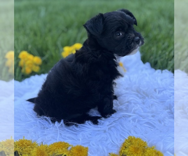 Medium Photo #5 Morkie Puppy For Sale in ROCK STREAM, NY, USA