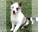 Small Photo #6 Pomsky Puppy For Sale in BAXTER, TN, USA