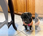 Small #2 Pug-Shih Tzu Mix