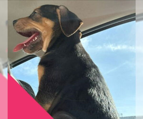 Medium Photo #3 Labrador Retriever-Unknown Mix Puppy For Sale in Grafton, WI, USA