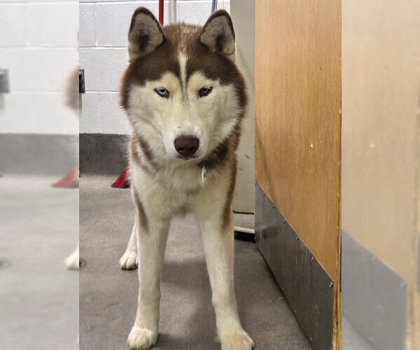 Medium Photo #1 Siberian Husky Puppy For Sale in Forestville, MD, USA