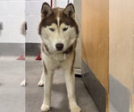 Small Siberian Husky