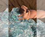 Small #8 Pug