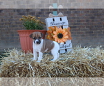 Small Photo #1 Jack Russell Terrier Puppy For Sale in MOUNT VERNON, IL, USA