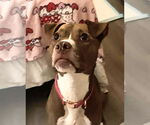 Small #1 Boxer-Greyhound Mix