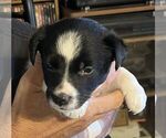 Puppy Jack Border Collie