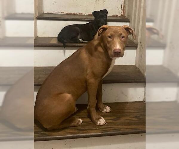 Medium Photo #20 Mutt Puppy For Sale in Holly Springs, NC, USA