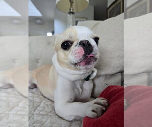 French Bulldog Dogs for adoption in Lake Elsinore, CA, USA