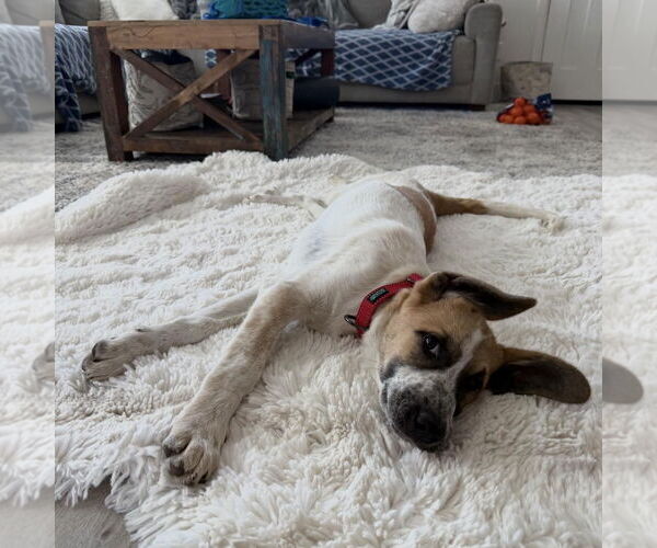 Medium Photo #4 Anatolian Shepherd-Great Pyrenees Mix Puppy For Sale in Hayward, CA, USA