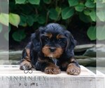 Small #3 Cavapoo