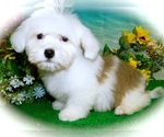 Small Photo #1 Havanese Puppy For Sale in HAMMOND, IN, USA