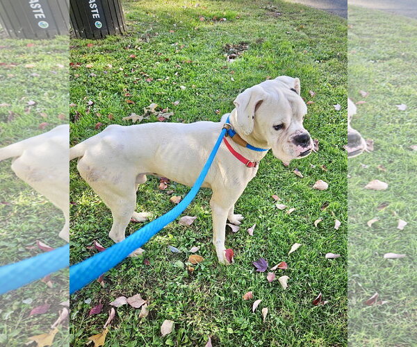 Medium Photo #3 Boxer Puppy For Sale in Dumont, NJ, USA