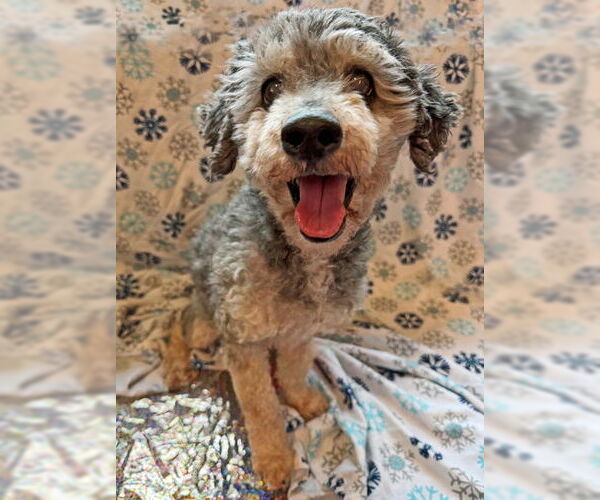 Medium Photo #5 Poodle (Miniature) Puppy For Sale in Arlington, VA, USA