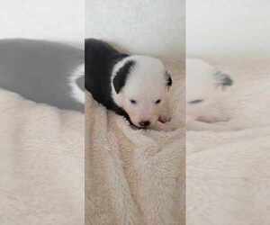 Miniature Australian Shepherd Puppy for sale in ARCHER, FL, USA