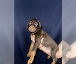 Puppy 2 Doberman Pinscher