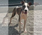 Small #1 Mutt