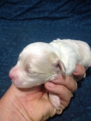Maltese-Poodle (Toy) Mix Puppy for sale in GRAY, LA, USA