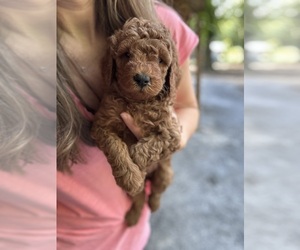 Goldendoodle (Miniature) Puppy for sale in LAKE CITY, SC, USA