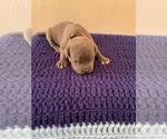 Small Photo #19 American Bully Puppy For Sale in BATON ROUGE, LA, USA