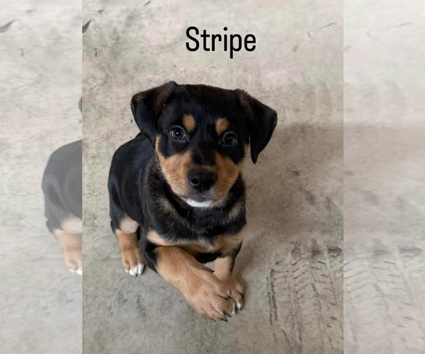 Medium Photo #1 Golden Shepherd Puppy For Sale in San Bernardino , CA, USA