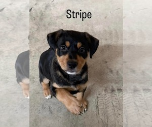 Golden Shepherd Dogs for adoption in San Bernardino , CA, USA