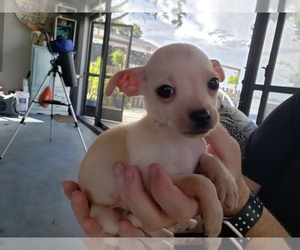 Chihuahua Puppy for sale in AUBURNDALE, FL, USA