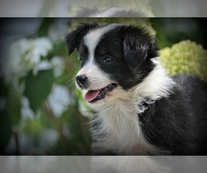 Australian Shepherd Puppy for sale in NILES, MI, USA