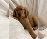 Small Photo #3 Golden Retriever Puppy For Sale in MURRIETA, CA, USA