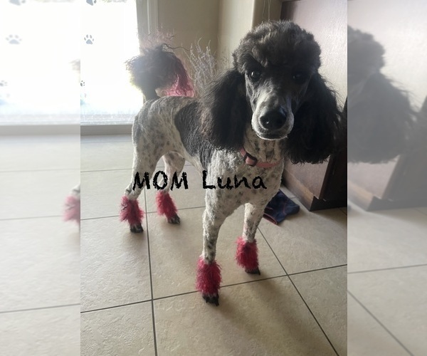 Medium Photo #1 Poodle (Standard) Puppy For Sale in KAYSVILLE, UT, USA