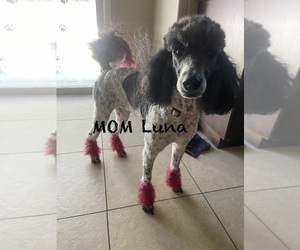 Mother of the Poodle (Standard) puppies born on 01/12/2026
