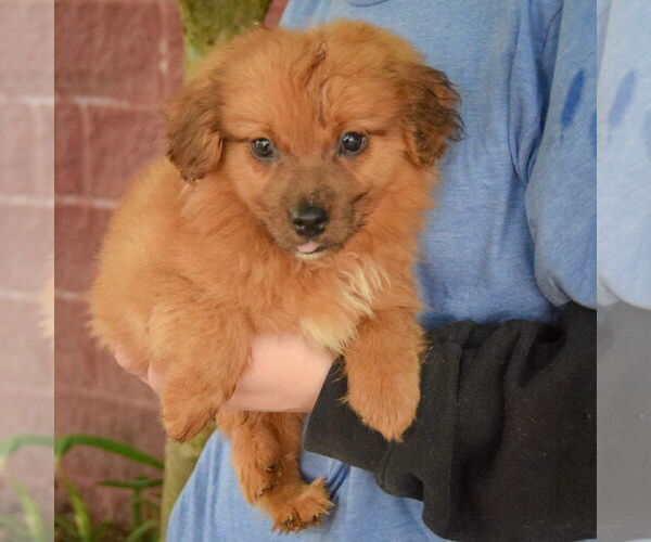 Medium Photo #3 Australian Shepherd-Unknown Mix Puppy For Sale in Huntley, IL, USA