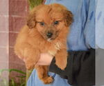 Small #2 Australian Shepherd Mix