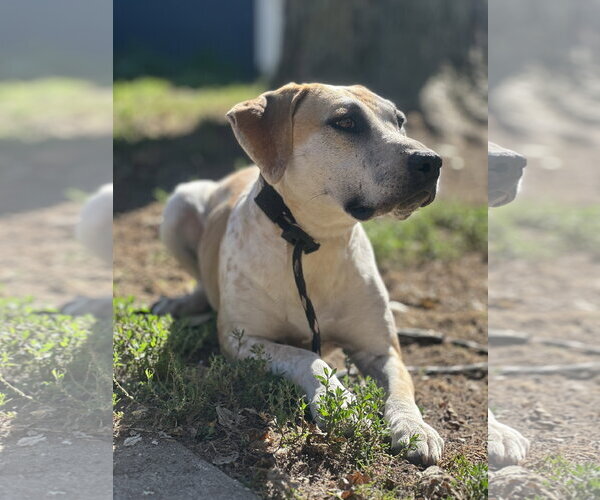 Medium Photo #1 Mutt Puppy For Sale in Germantown, OH, USA