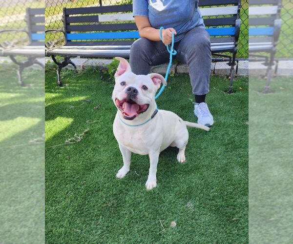 Medium Photo #1 American Bulldog-Unknown Mix Puppy For Sale in Perth Amboy, NJ, USA